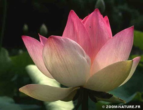 Lotus Visite Guidée Dune Sacrée Fleur Zoom Nature