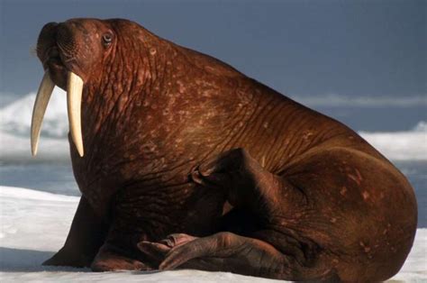 Female And Young Walruses Depend On Disappearing Arctic Sea Ice For
