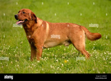Labrador Retriever Yellow Male Dog Adult Fox Red Stock Photo Alamy