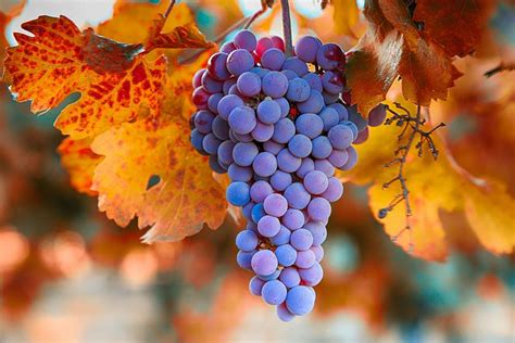 Fall Grapes From The Yakima Valley Photograph By Lynn Hopwood