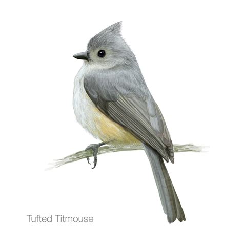 Premium Vector Detailed Tufted Titmouse Bird Illustration