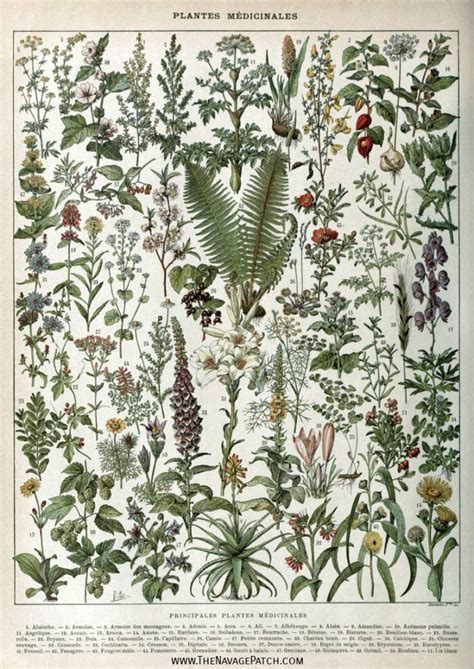 Amazing FREE Vintage Botanical Prints - The Navage Patch