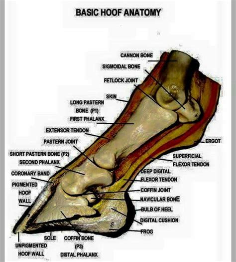 Pin By Lauren Suehring On All About Horses Horse Anatomy Horse Care