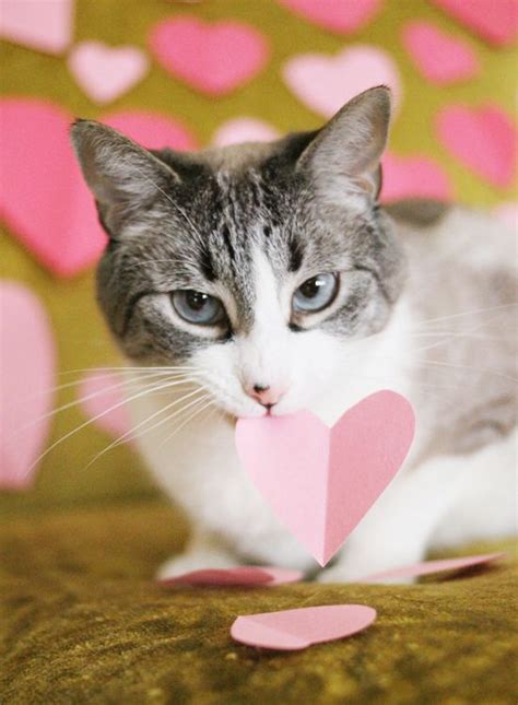 Happy Valentines Day Funny Cat