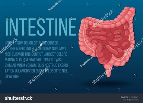 Human Internal Organ Intestine Illustration Stock Vector Royalty Free 2171862063 Shutterstock