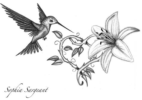 Résultats De Recherche Dimages Pour Croquis Colibri Hummingbird
