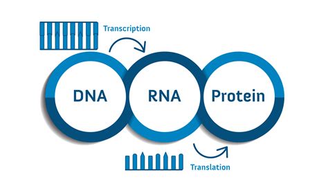 Investigation dna to proteins doc name ahmad yahya investigation dna proteins and sickle cell sickle cell is a disease where a person has abnormally course hero. ユニーク Dna Rna Protein - 矢じり
