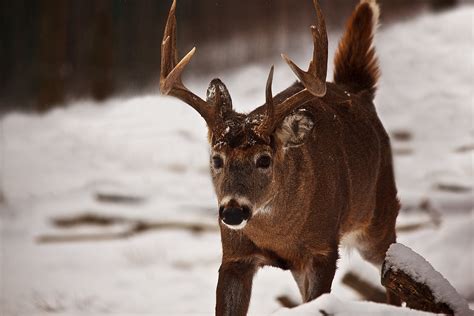 Whitetail Buck Walking Tail Up Wildlife Free Nature Pictures By