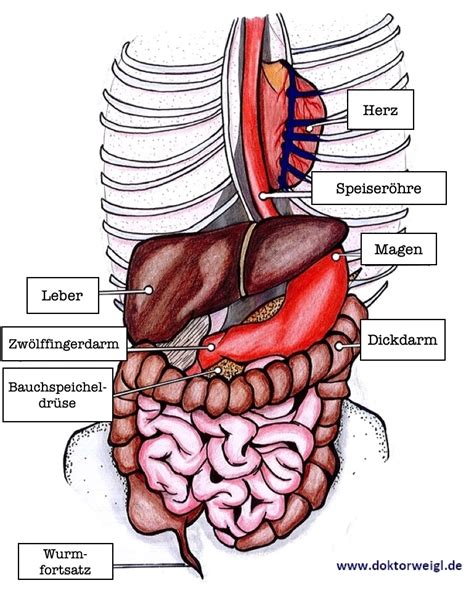 Auch wenn die auseinandersetzung mit bei der vermittlungsstelle eurotransplant liegen die für die zuteilung der spenderorgane der nachgewiesene ausfall des gesamten gehirns, der hirntod, ist das sichere innere todeszeichen des menschen. Dünndarm schmerzen