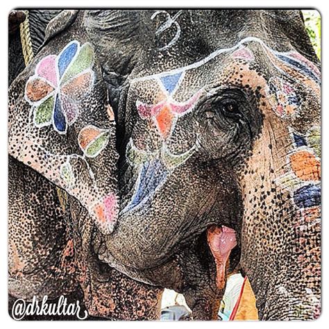 Indian painted elephant ! | Elephant painting, Elephant, Elephant art