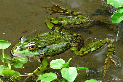 Tapety verde zelená zvíře lumix žába rana obojživelný anfibio