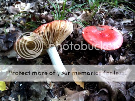Northern Michigan Fall Mushrooms And Scenery