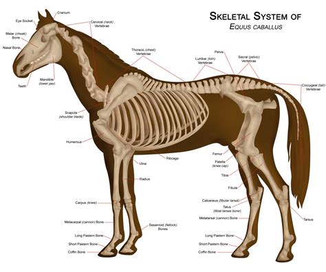 The Skeleton Horse Anatomy Horse Bones Horses