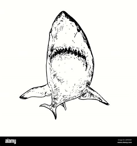 Details More Than 71 Shark Jaw Tattoo Drawing Incdgdbentre