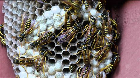 Paper Wasps Making A Nestwatch Pupa Grow And Spin Cocoon Hd Time