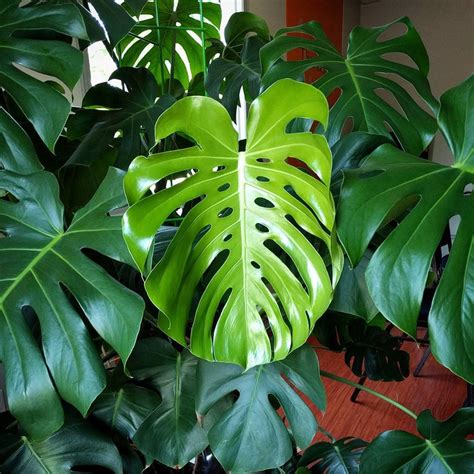 Philodendron micans is one of the many plants in the araceae family. Monstera Care Guide - How to grow a huge Monstera fast ...