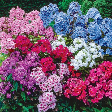 Hardy Tall Phlox Mix K Van Bourgondien