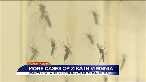 How To Fight Asian Tiger Mosquitoes That Carry Zika Virus