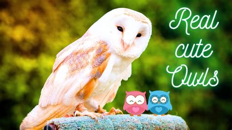 Owls 🦉 Cute Animals 😘 Cute Owls 😍 Funny Owls Youtube