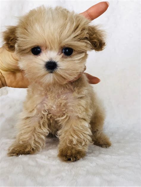 Micro Teacup Maltipoo Purse Puppy For Sale Los Angeles Ca Iheartteacups