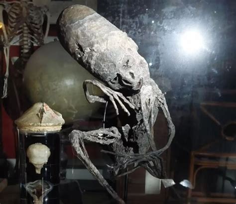 La Momia Del Museo Belga Se Parece A Las Momias De Los Extraterrestres