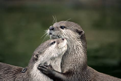 Otter Love Sea Otters Commonly Hold Hands They Do This To… Flickr