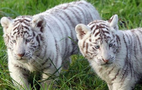 Naissance De Deux Tigres Blancs Dans Un Zoo Du Calvados