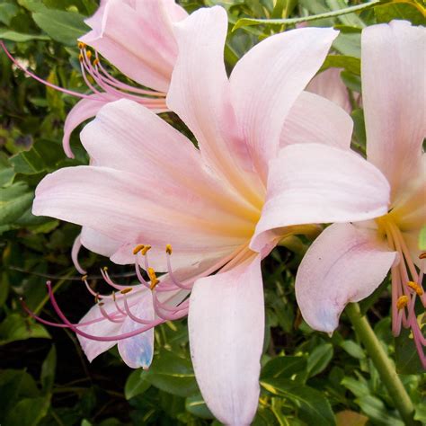Pink Lycoris Squamigera Pink Magic Lily Pink Spider Lily Fragrant