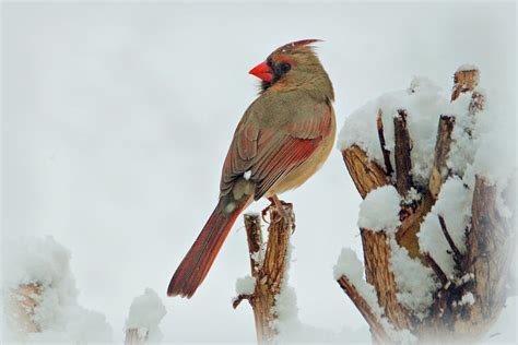 Female Cardinal In The Snow Photograph By Sandy Keeton