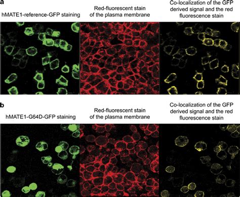 Cellular Localization Of Green Fluorescent Protein Gfp Tagged Hmate1