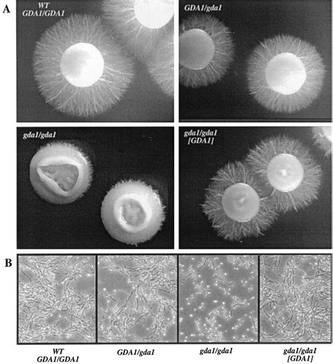 Hypha Formation Of C Albicans Strains A Colonies Grown For 6 Days