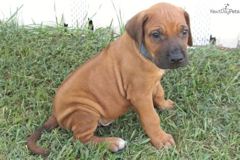 Blue Boy: Rhodesian Ridgeback puppy for sale near Tyler / East TX, Texas | 0ce723b0-6db1