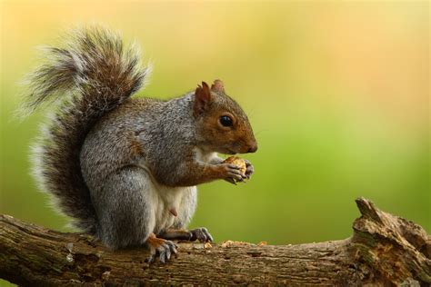 The Meaning And Symbolism Of The Word Squirrel