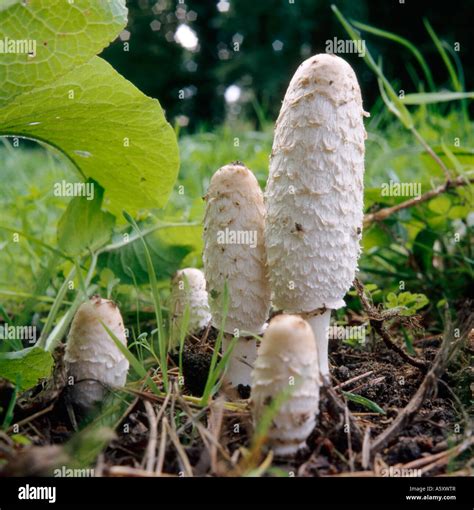 Shaggy Mane Mushrooms In Woodland Coprinus Comatus Or Also Called
