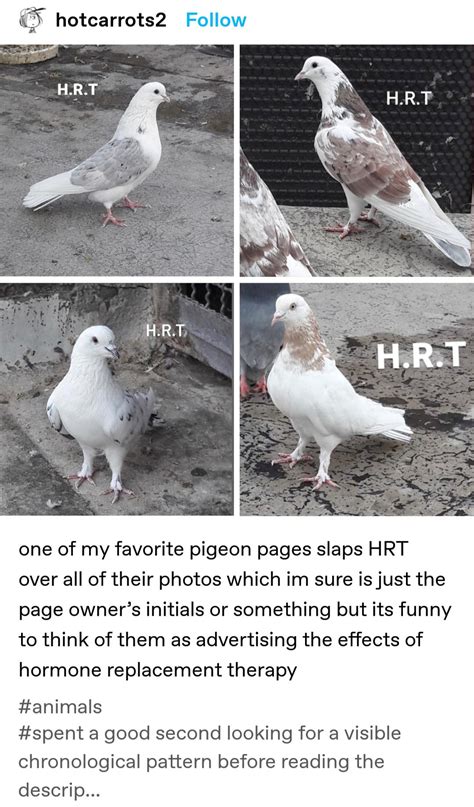 Pigeon Transition Timeline Rtumblr