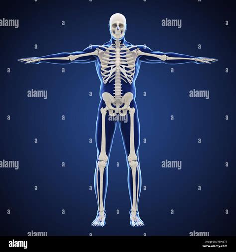 Skeletal System Hi Res Stock Photography And Images Alamy