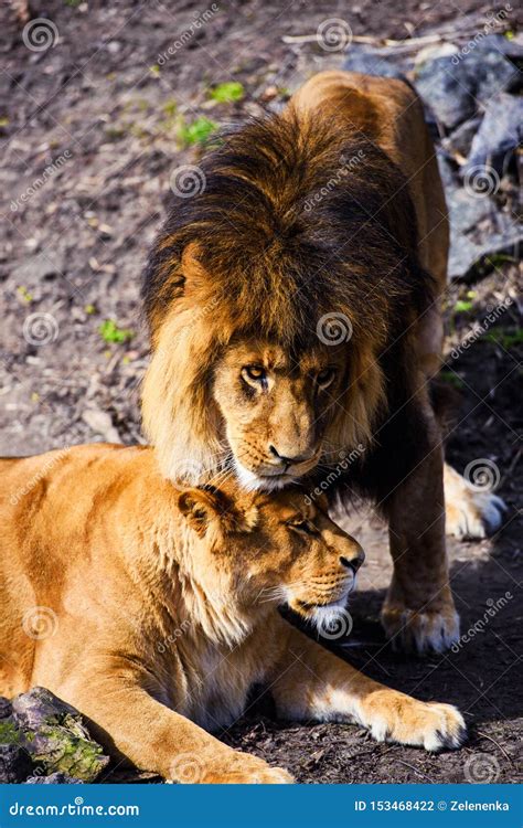 Lions Love Couple Stock Photo Image Of Love Attentive 153468422