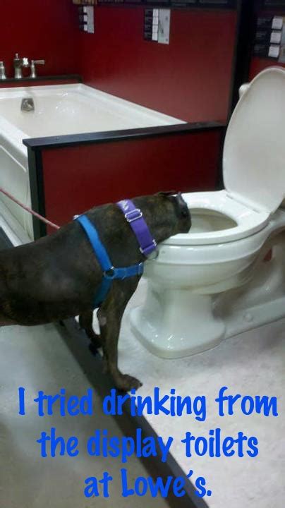 I Tried Drinking From The Display Toilets At Dog Shaming Animal