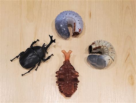 Japanese Rhinoceros Beetle Life Cycle Bandai Spirits And F Toys