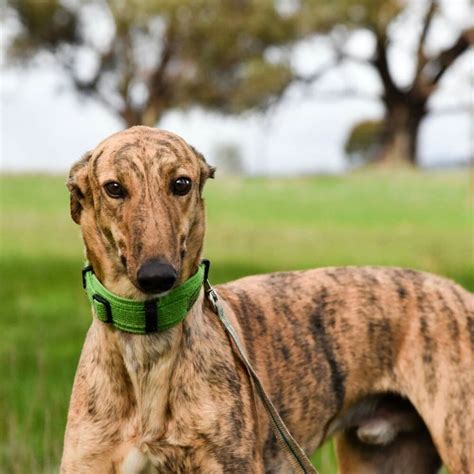 What A Handsome Brindle Boy 💟 Unusual Animals Greyhound Sighthound