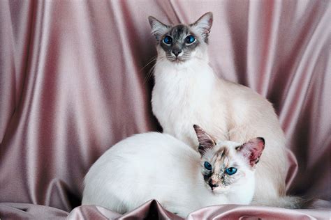 Lilac Point Siamese Cat 2022 12 Things You Need To Know I