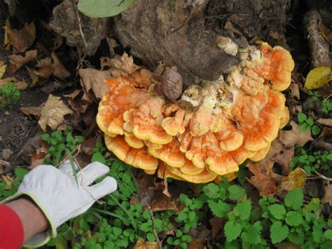 Springfield Plateau Fall Fungi