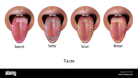 Illustration Of Regions Of The Tongue Associated With Certain Taste Types From Left To Right