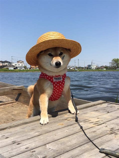 Baby doge seeks to impress his father by showing his new improved transaction speeds & adorableness. 70 best images about Shiba Inu puppies on Pinterest | I want, Cream and Shiba inu puppies