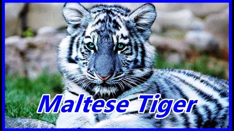 Maltese Tiger เสือฟ้าในตำนาน Youtube