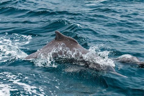 In Search Of The Humpback Dolphin In Abu Dhabi Jumeirah