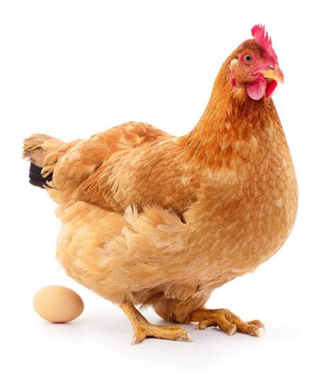 However, other breeds will lay very few or none at all. Here's What Farms Do To Hens Who Are Too Old To Lay Eggs ...
