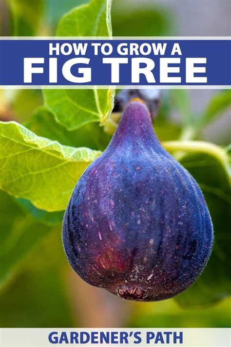How To Grow A Fig Tree In Your Backyard Gardeners Path Fruit Tree