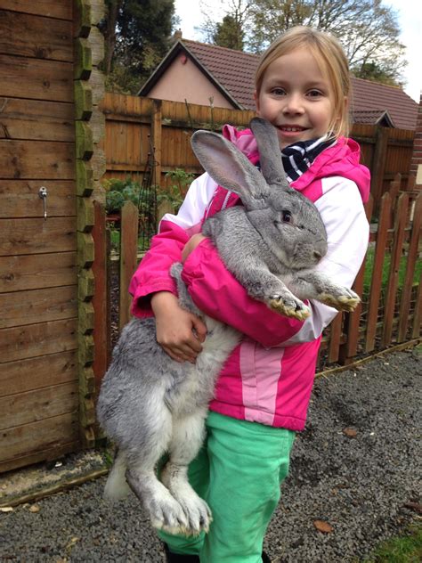 Continental Giant Rabbit For Sale Scotland Beaulah Bliss