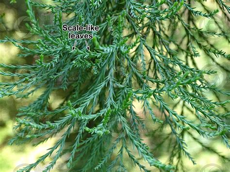 Sequoiadendron Giganteum Giant Sequoia Leaf Leaf Sequoiadendron